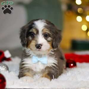 Brady, Mini Bernedoodle Puppy