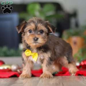 Brady, Morkie / Yorktese Puppy