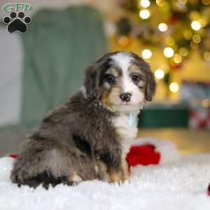 Brady, Mini Bernedoodle Puppy