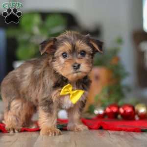 Brady, Morkie / Yorktese Puppy