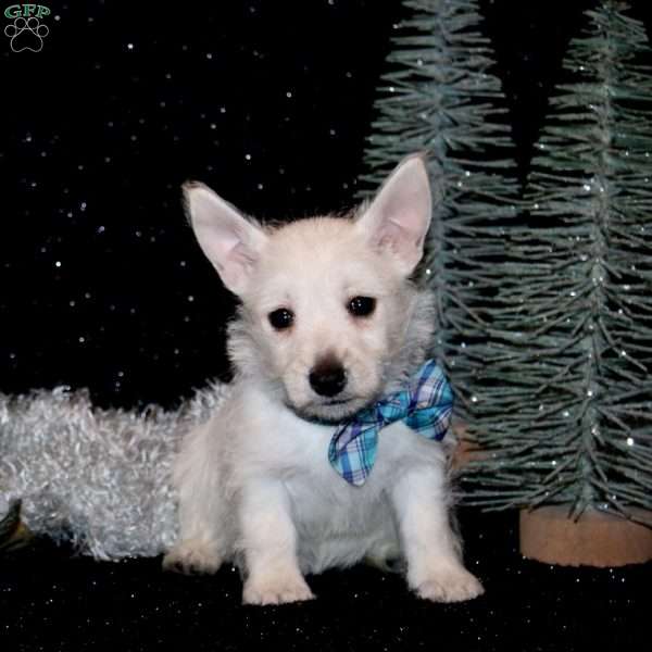 Brady, West Highland Terrier Puppy