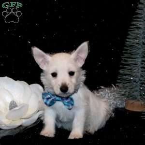 Brady, West Highland Terrier Puppy
