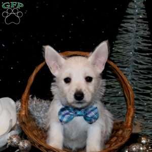 Brady, West Highland Terrier Puppy