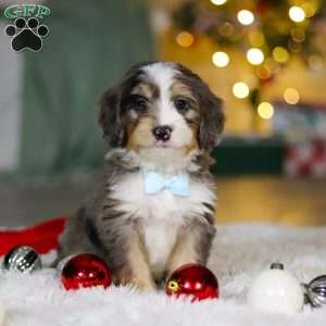 Brady, Mini Bernedoodle Puppy