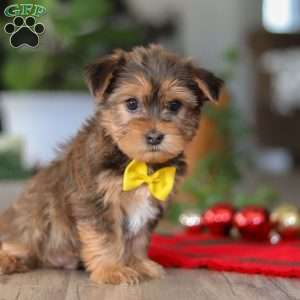 Brady, Morkie / Yorktese Puppy