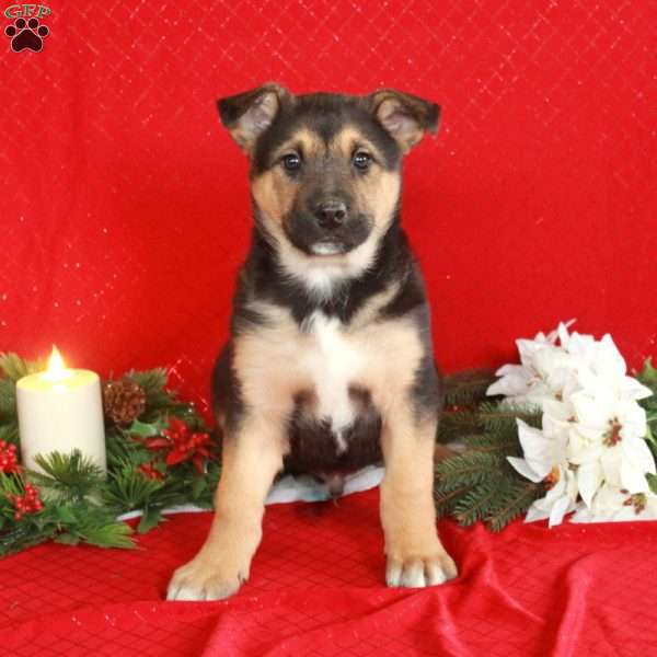 Brandon, German Shepherd Mix Puppy