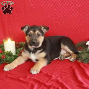 Brandon, German Shepherd Mix Puppy