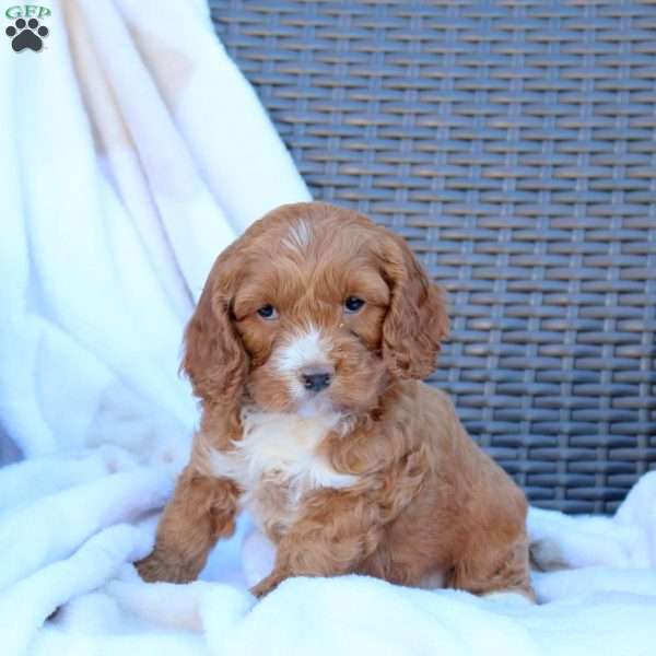 Brandy, Cockapoo Puppy
