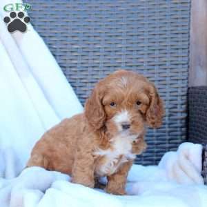 Brandy, Cockapoo Puppy