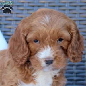 Brandy, Cockapoo Puppy