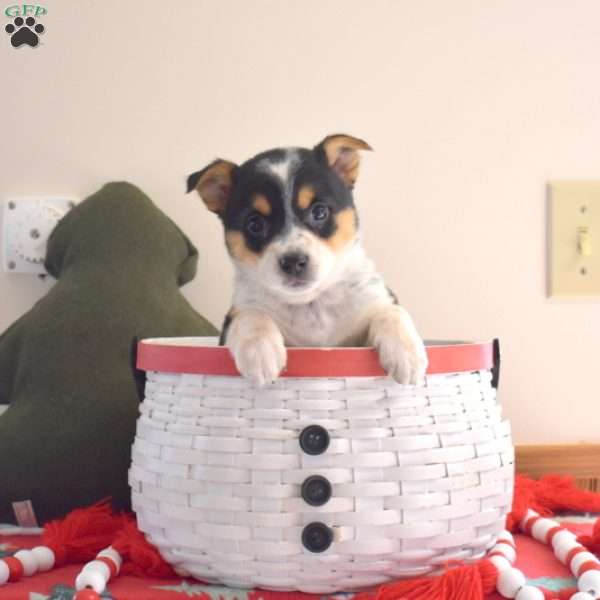 Breeze, Welsh Corgi Mix Puppy