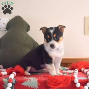 Breeze, Welsh Corgi Mix Puppy