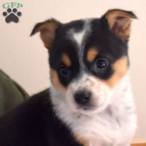 Breeze, Welsh Corgi Mix Puppy
