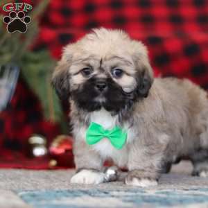 Brent, Lhasa Apso Puppy