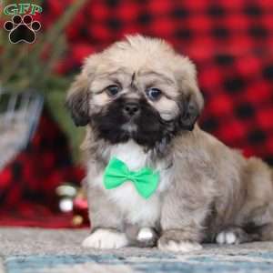 Brent, Lhasa Apso Puppy