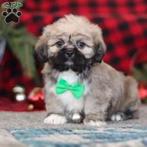 Brent, Lhasa Apso Puppy