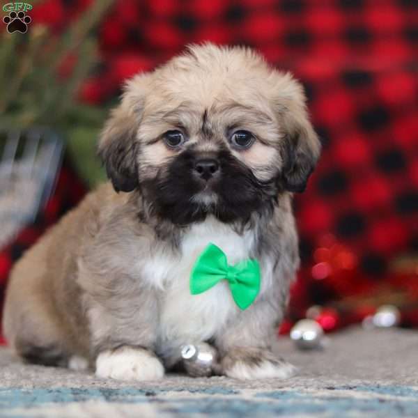 Brent, Lhasa Apso Puppy