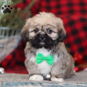 Brent, Lhasa Apso Puppy