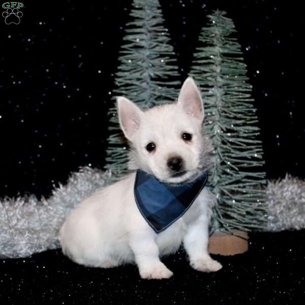 Brent, West Highland Terrier Puppy