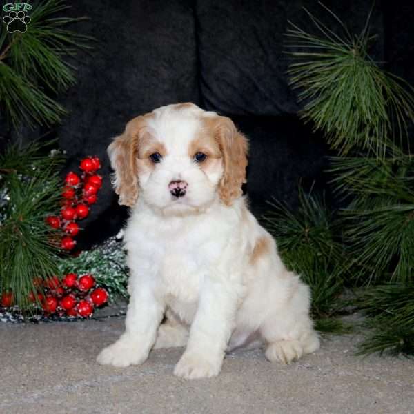 Brent, Cockapoo Puppy