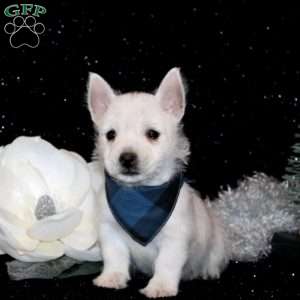 Brent, West Highland Terrier Puppy