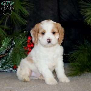 Brent, Cockapoo Puppy