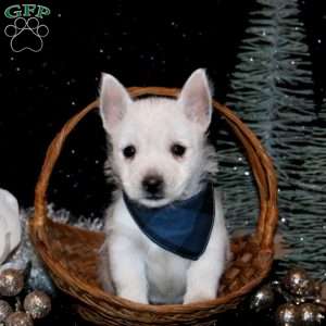 Brent, West Highland Terrier Puppy