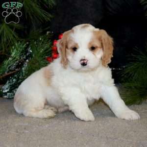 Brent, Cockapoo Puppy