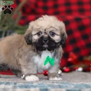 Brent, Lhasa Apso Puppy