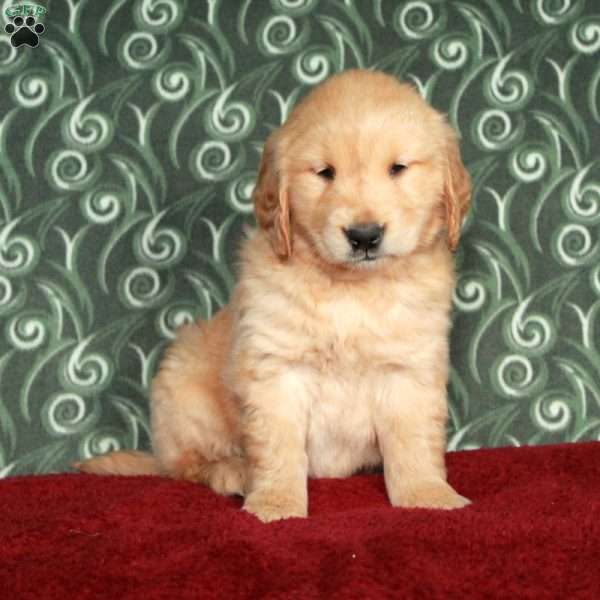 Bria, Golden Retriever Puppy