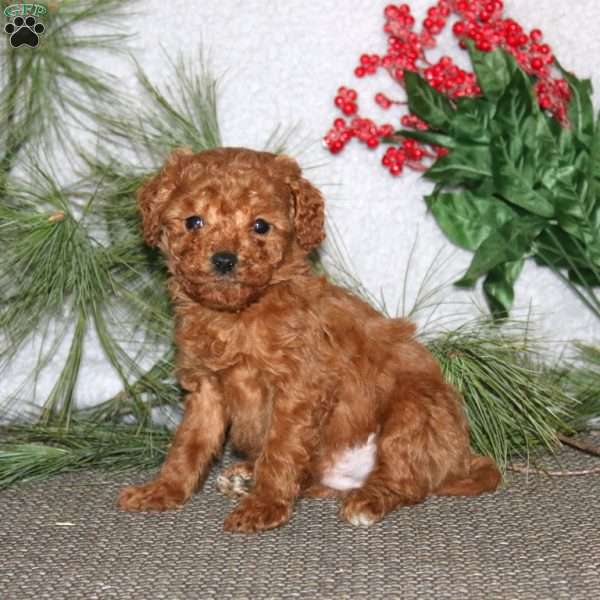 Brian, Cavapoo Puppy