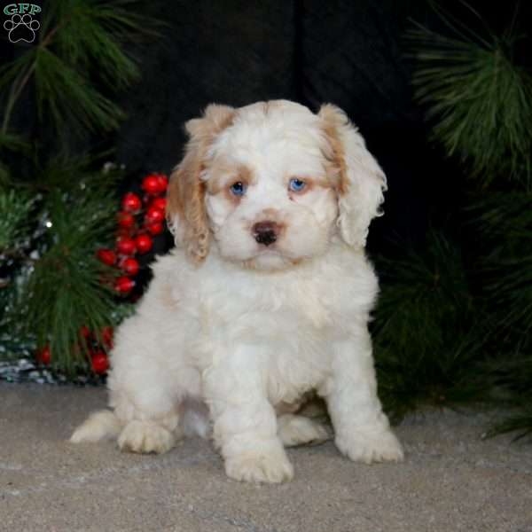 Brian, Cockapoo Puppy