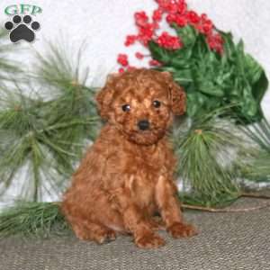 Brian, Cavapoo Puppy