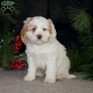 Brian, Cockapoo Puppy