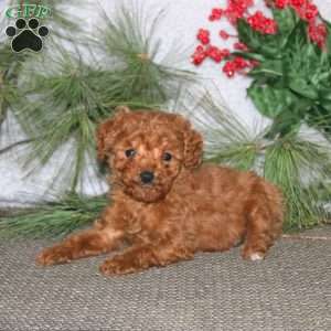 Brian, Cavapoo Puppy