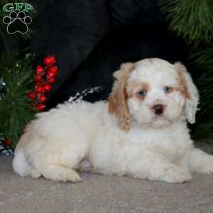 Brian, Cockapoo Puppy