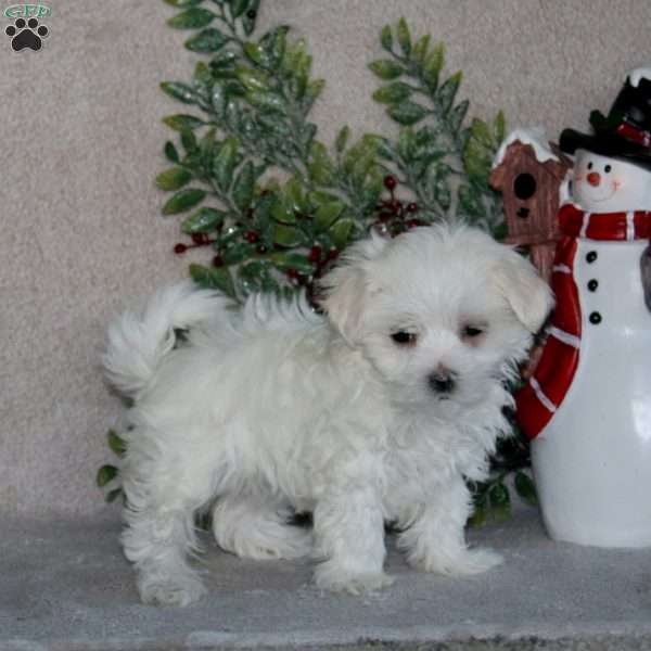 Brianna, Maltese Puppy