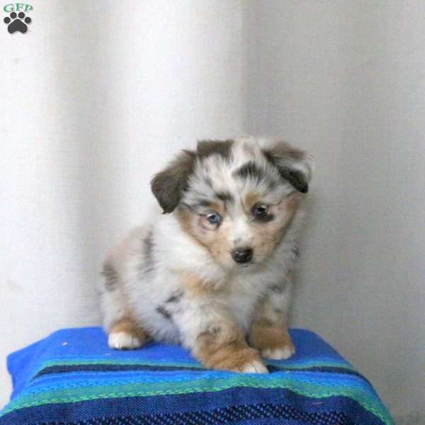 Brianne, Miniature Australian Shepherd Puppy