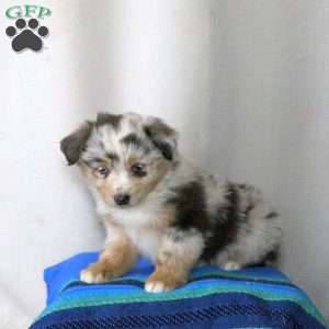 Brianne, Miniature Australian Shepherd Puppy