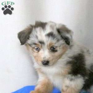 Brianne, Miniature Australian Shepherd Puppy