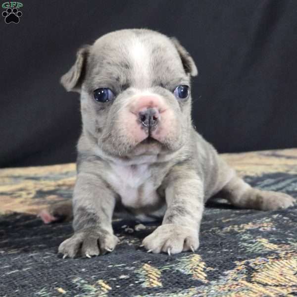 Bridget, Frenchton Puppy
