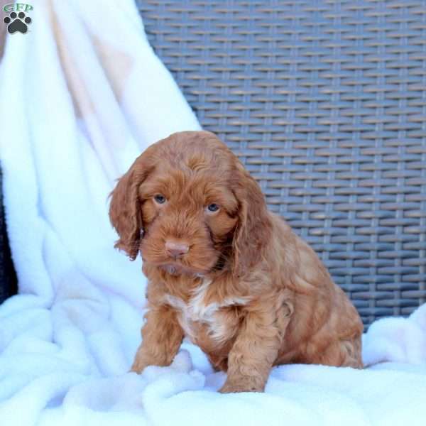 Bridgette, Cockapoo Puppy