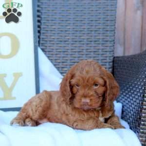 Bridgette, Cockapoo Puppy