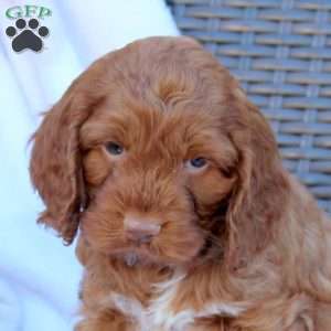 Bridgette, Cockapoo Puppy