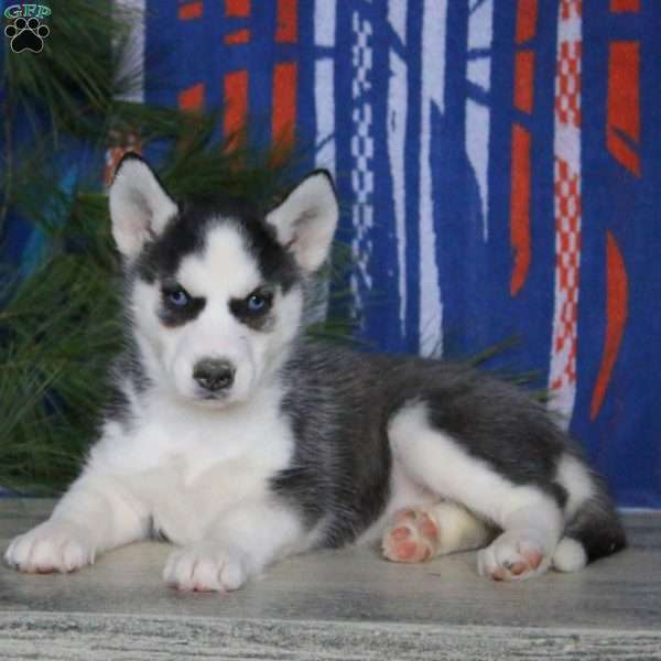 Brie, Siberian Husky Puppy