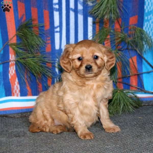 Brie, Miniature Golden Retriever Puppy