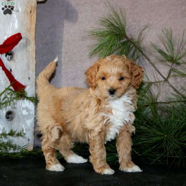 Brie, Cavapoo Puppy