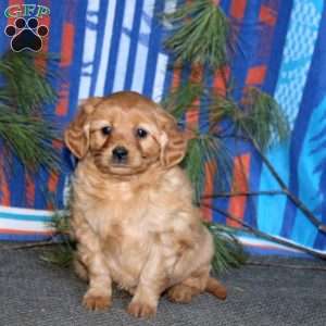 Brie, Miniature Golden Retriever Puppy