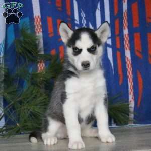 Brie, Siberian Husky Puppy