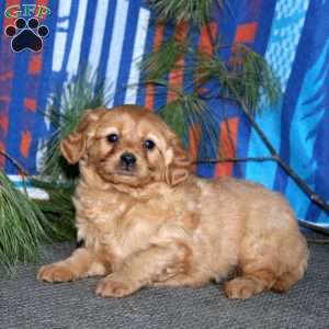 Brie, Miniature Golden Retriever Puppy